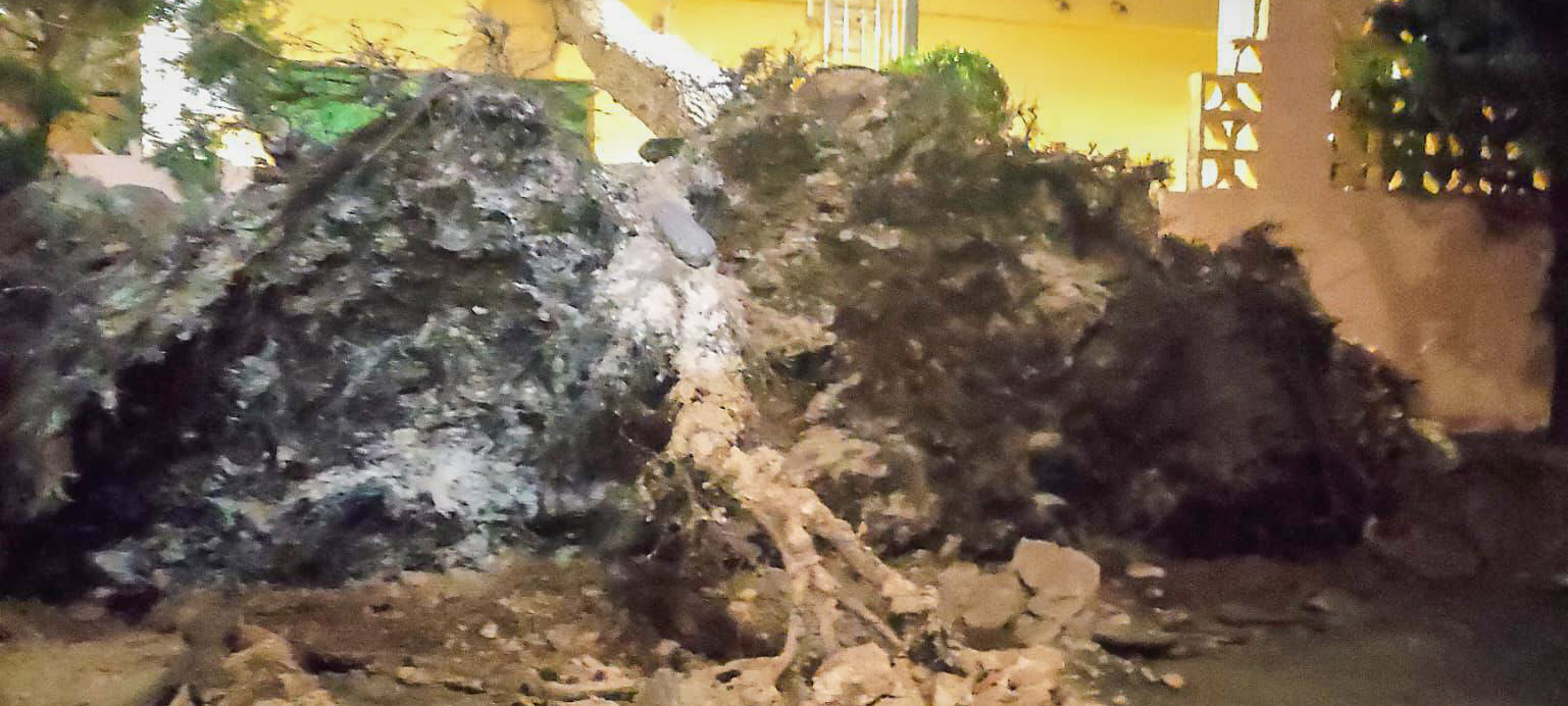 Caiguda d'arbres i branques 