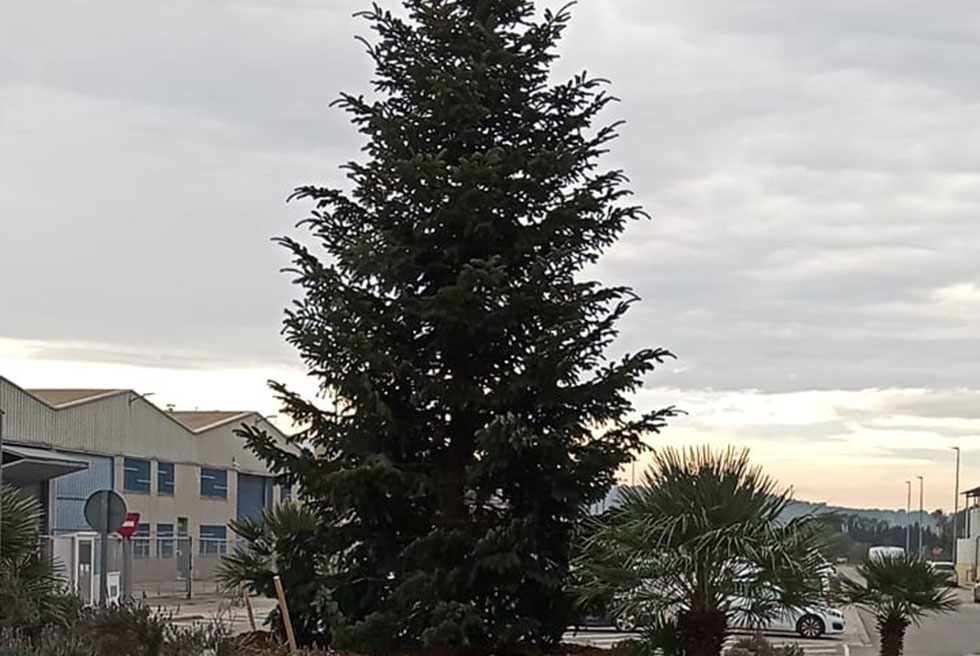 El gran avet nadalenc de Torrent comença una nova etapa en Mas del Jutge