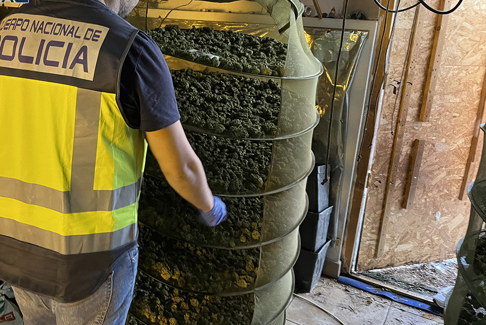 Desmantellada una macroplantació de 2.200 plantes de marihuana en una nau industrial