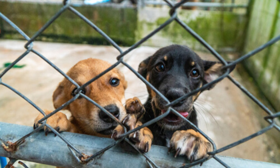 Torrent i València es responsabilitzen mútuament davant el retard del refugi d'animals