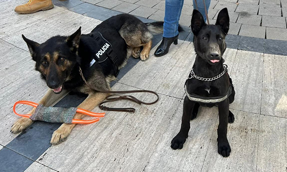 Els nous agents canins de la Policia Local de Torrent participen en una vintena de casos