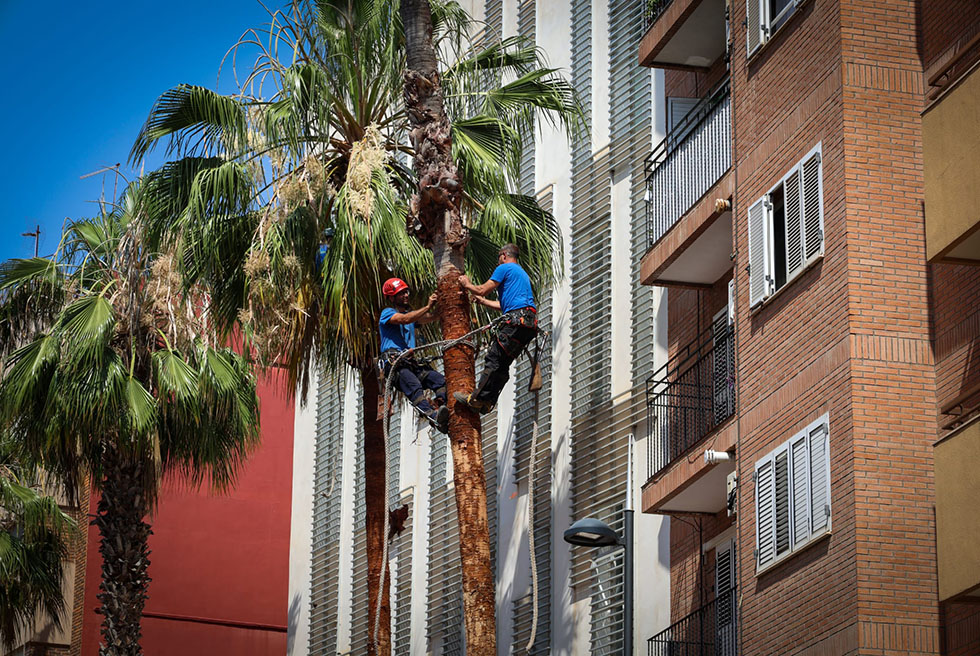 Nous Espais inicia els treballs de poda i raspallat de tronc de les palmeres