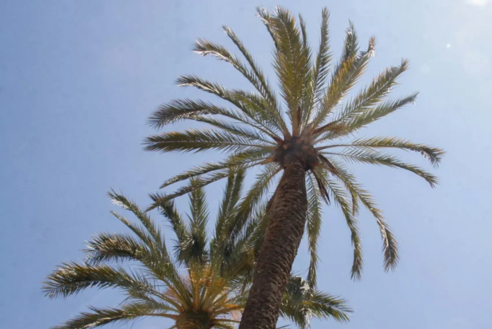 L’episodi de calor obliga a extremar les precaucions a la resta de la Comunitat Valenciana