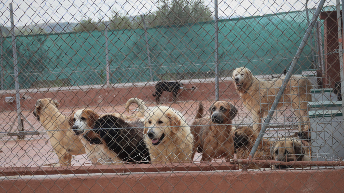 Associacions animalistes Torrent visiten el Centre d'Acolliment d'Animals Ribamontes