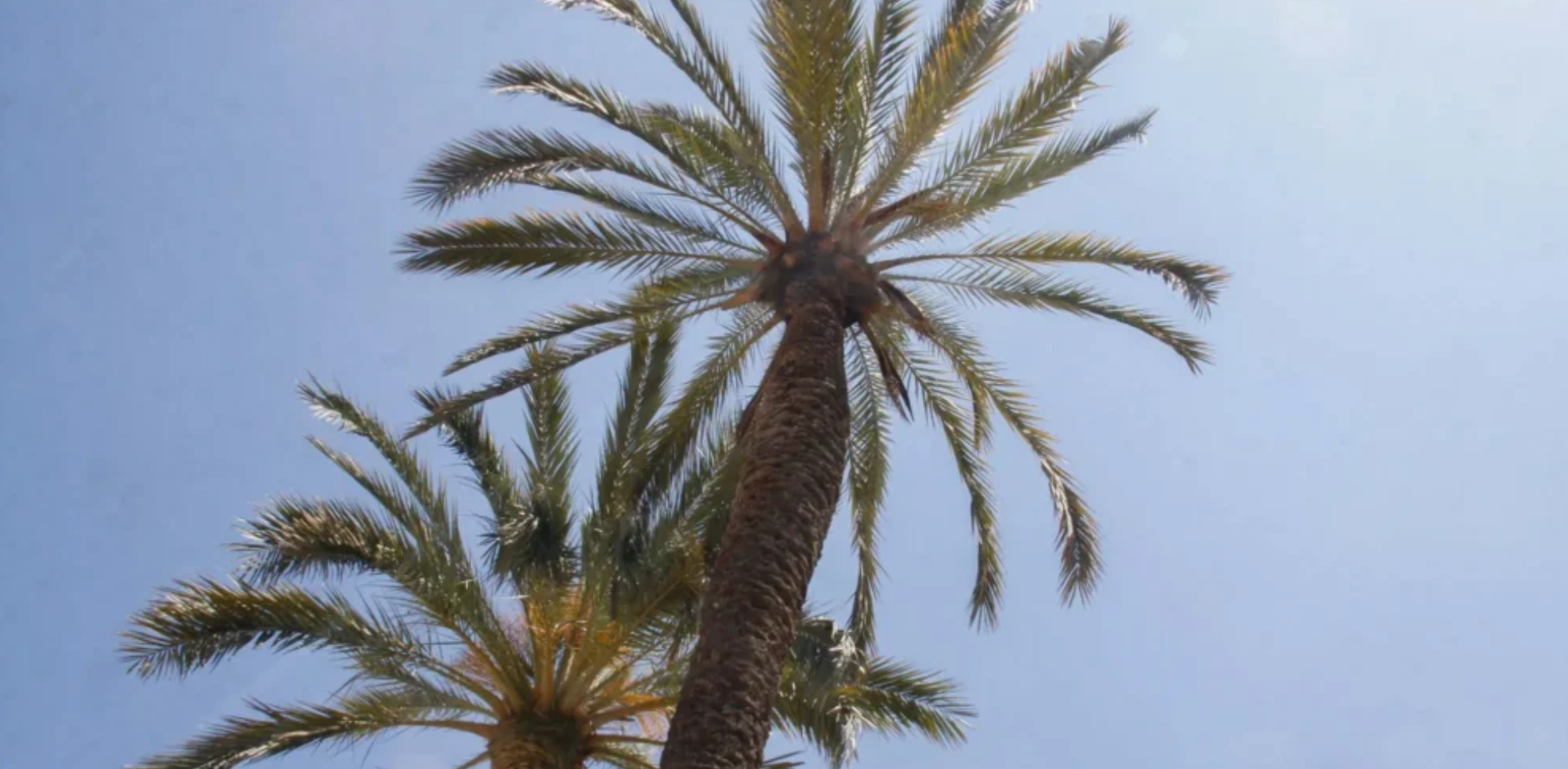 Mesures davant l'av&iacute;s taronja per calor i el risc m&agrave;xim d'incendis