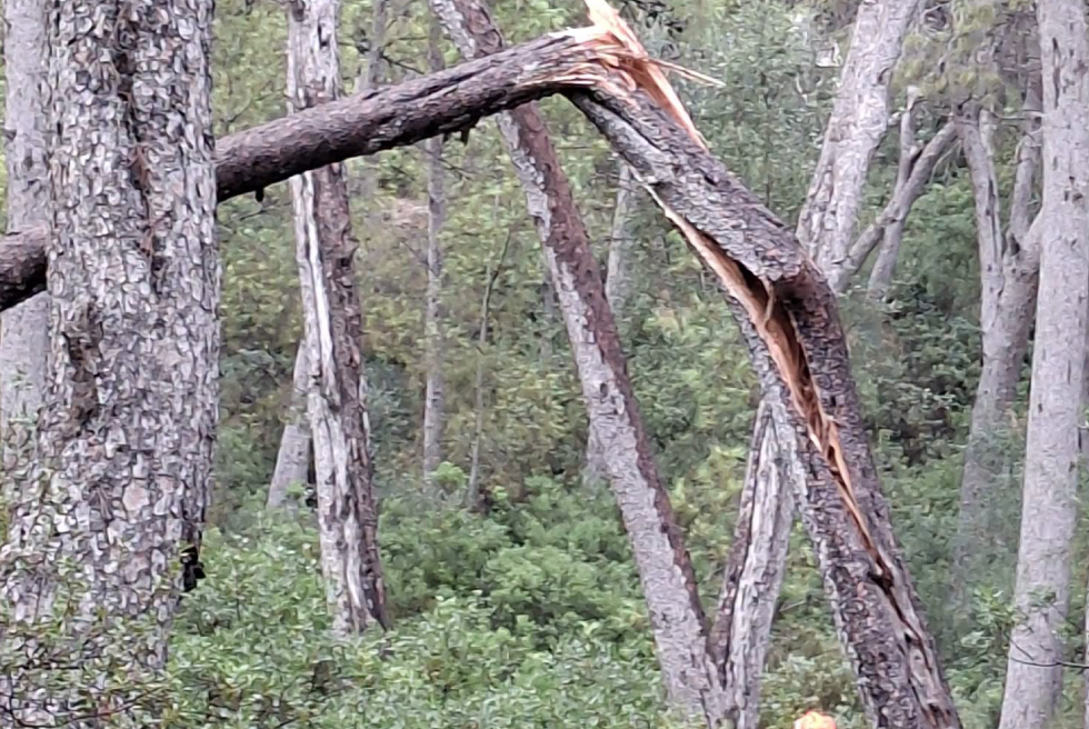 Un llamp parteix un pi en dos a El Vedat durant la tempesta de dissabte a Torrent
