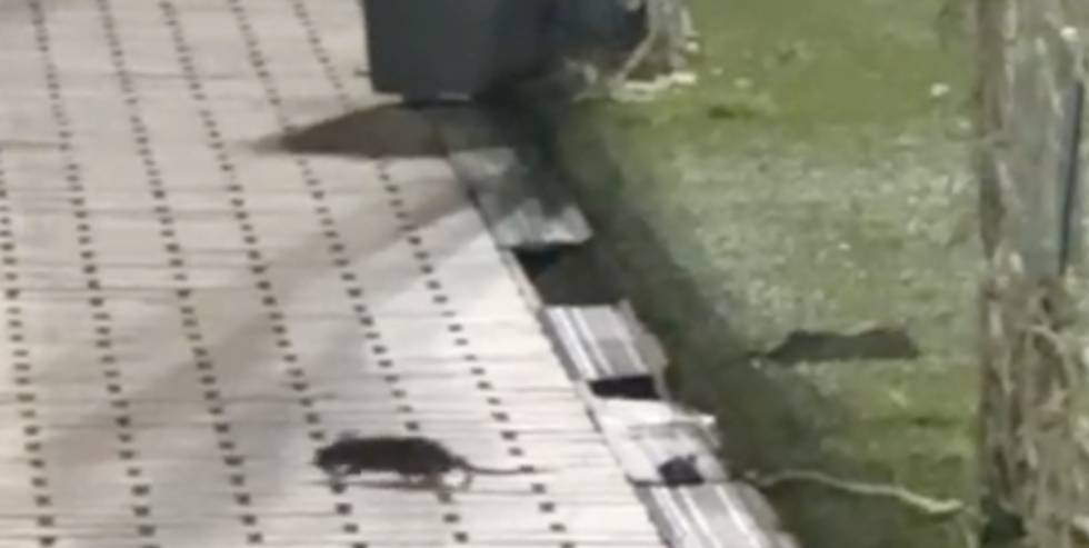 Denuncien la presència de rates en Parc Central