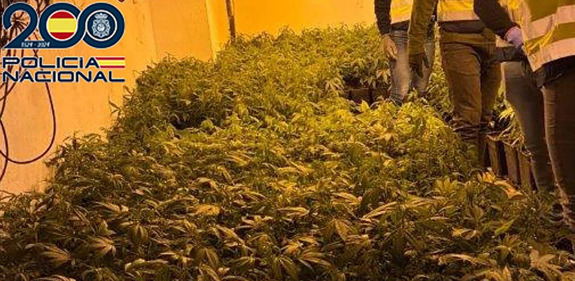 Desmantellen 600 plantes de marihuana a Torrent