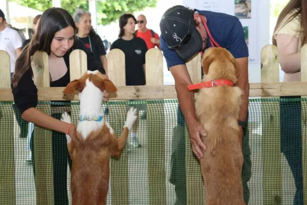 Torrent es prepara per a un cap de setmana amb mascotes de mig món